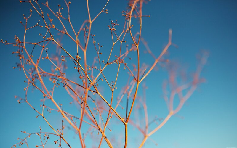 Dried Plant Branches — Blue