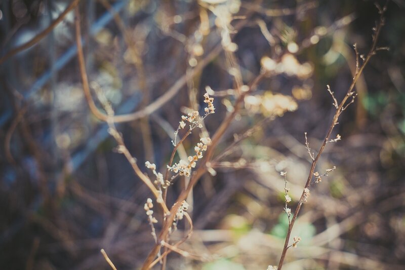 Dried Plant Branches — Brown