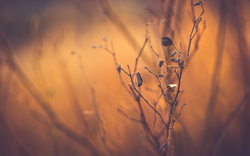 Dried Plant Branches — Orange