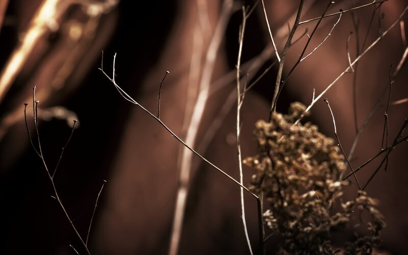 Dried Plant Branches