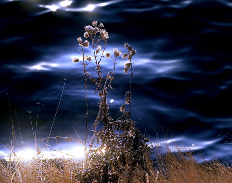 Dried Plant by Water