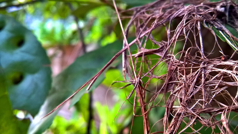 Dried Plant Fibers — Green
