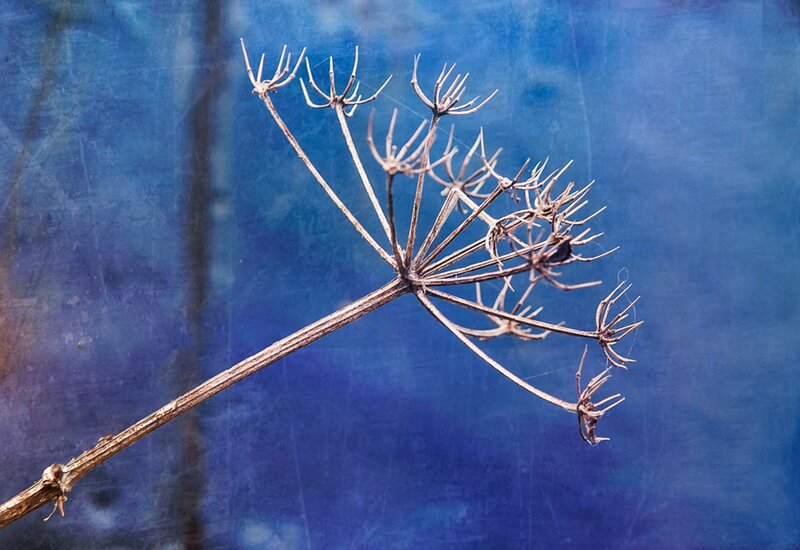 Dried Plant Head
