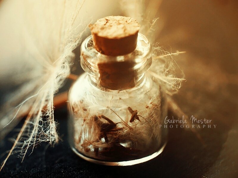 Dried Plant in Glass Bottle