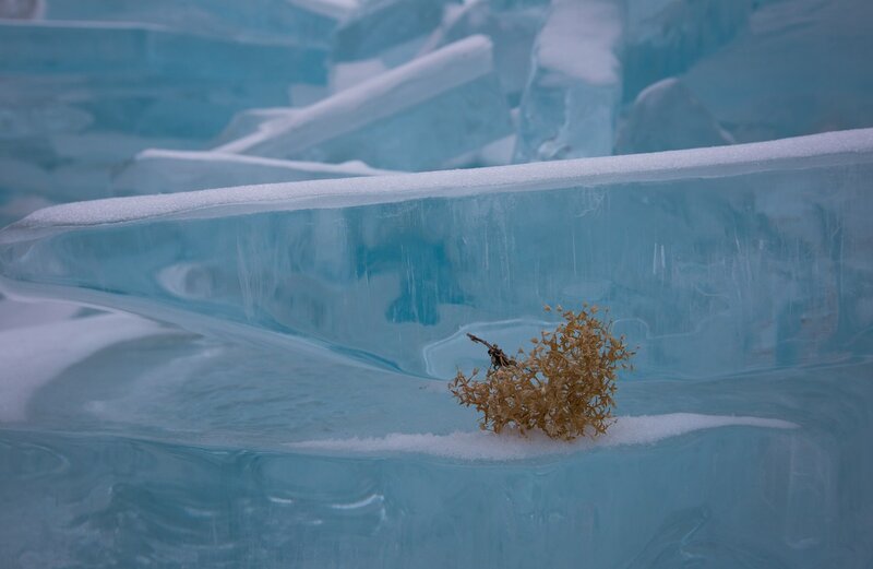 Dried Plant in Ice