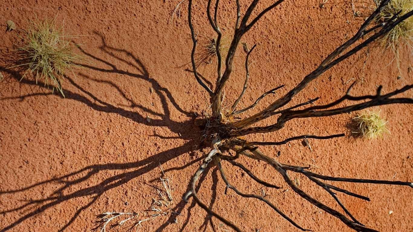 dried plant in red sand