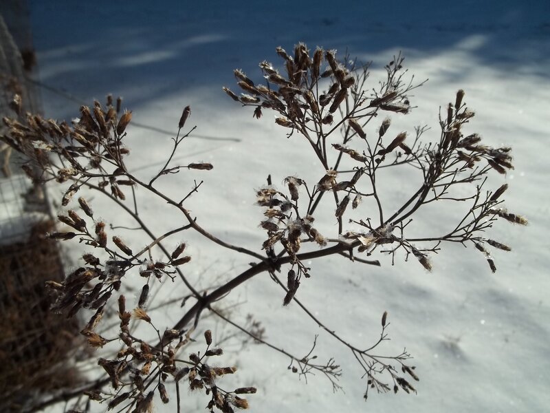 Dried Plant in Snow — Brown