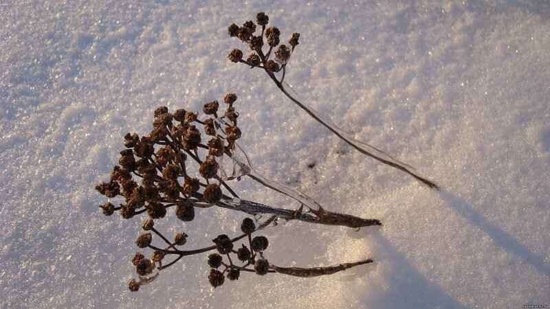 dried plant in snow