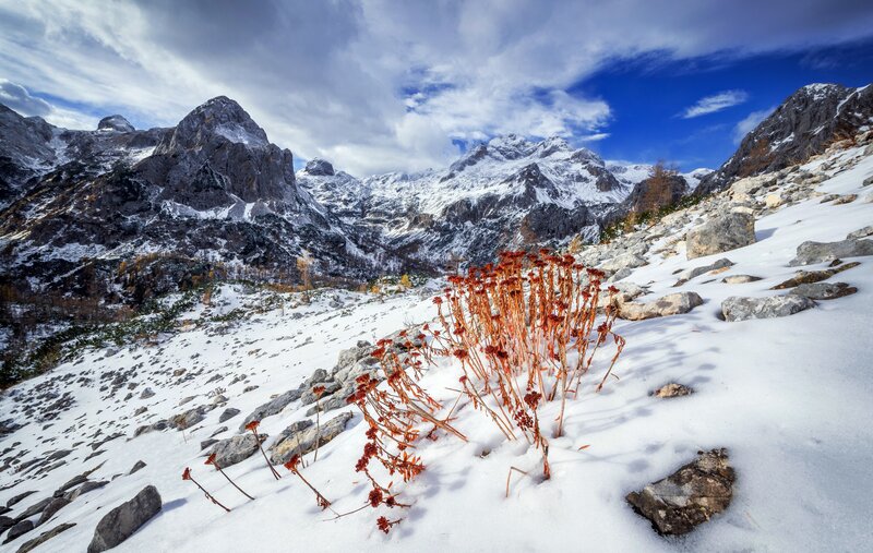 Dried Plant in Snow — White, Dramatic