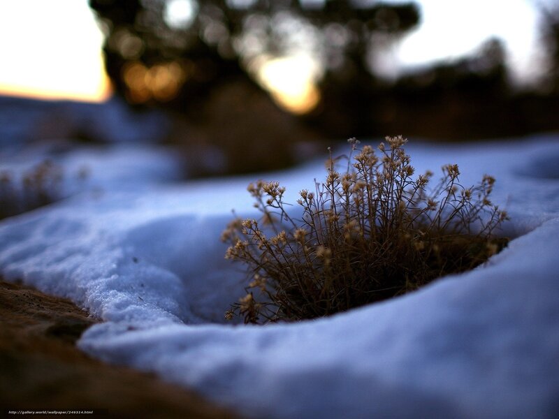 Dried Plant in Snow — White, Serene