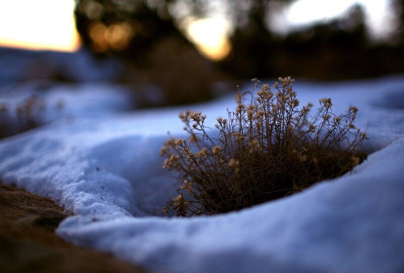 Dried Plant in Snow — White, Serene, Winter, Photograph, Sunset