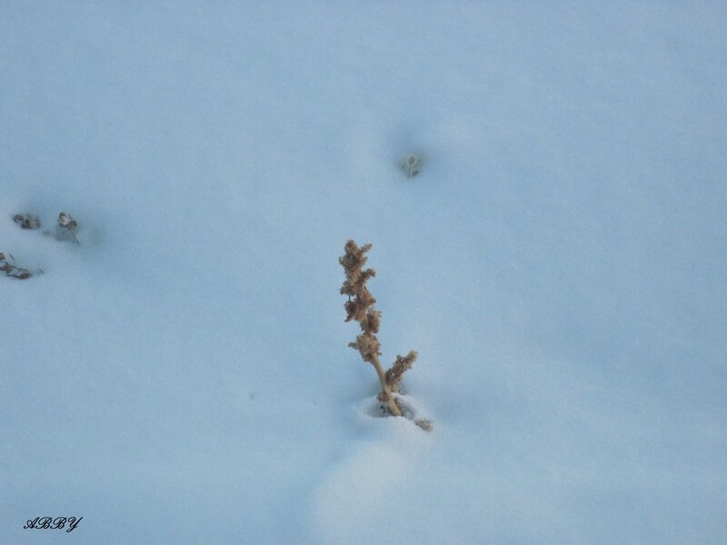 Dried Plant in Snow — White