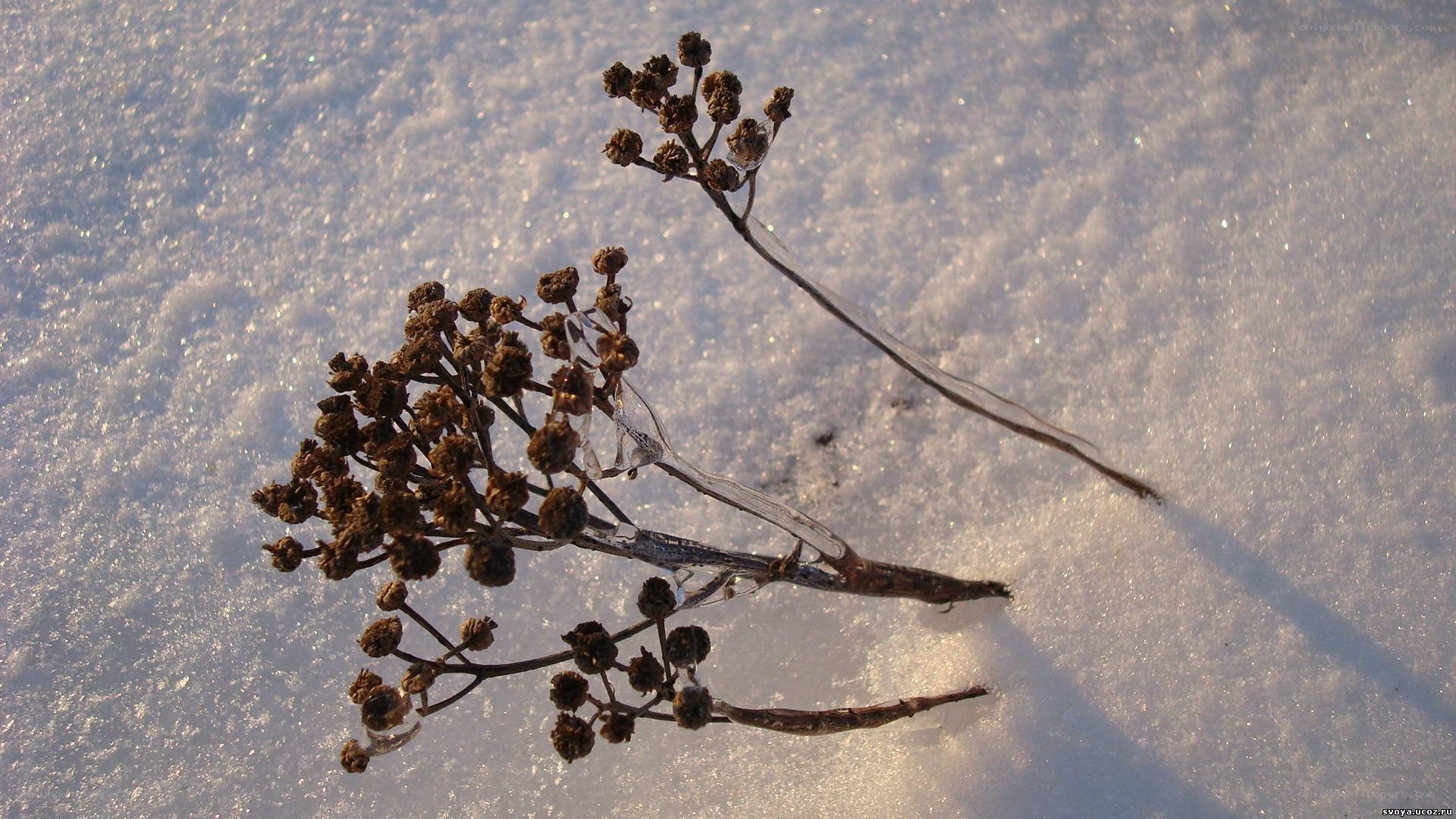 dried plant in snow