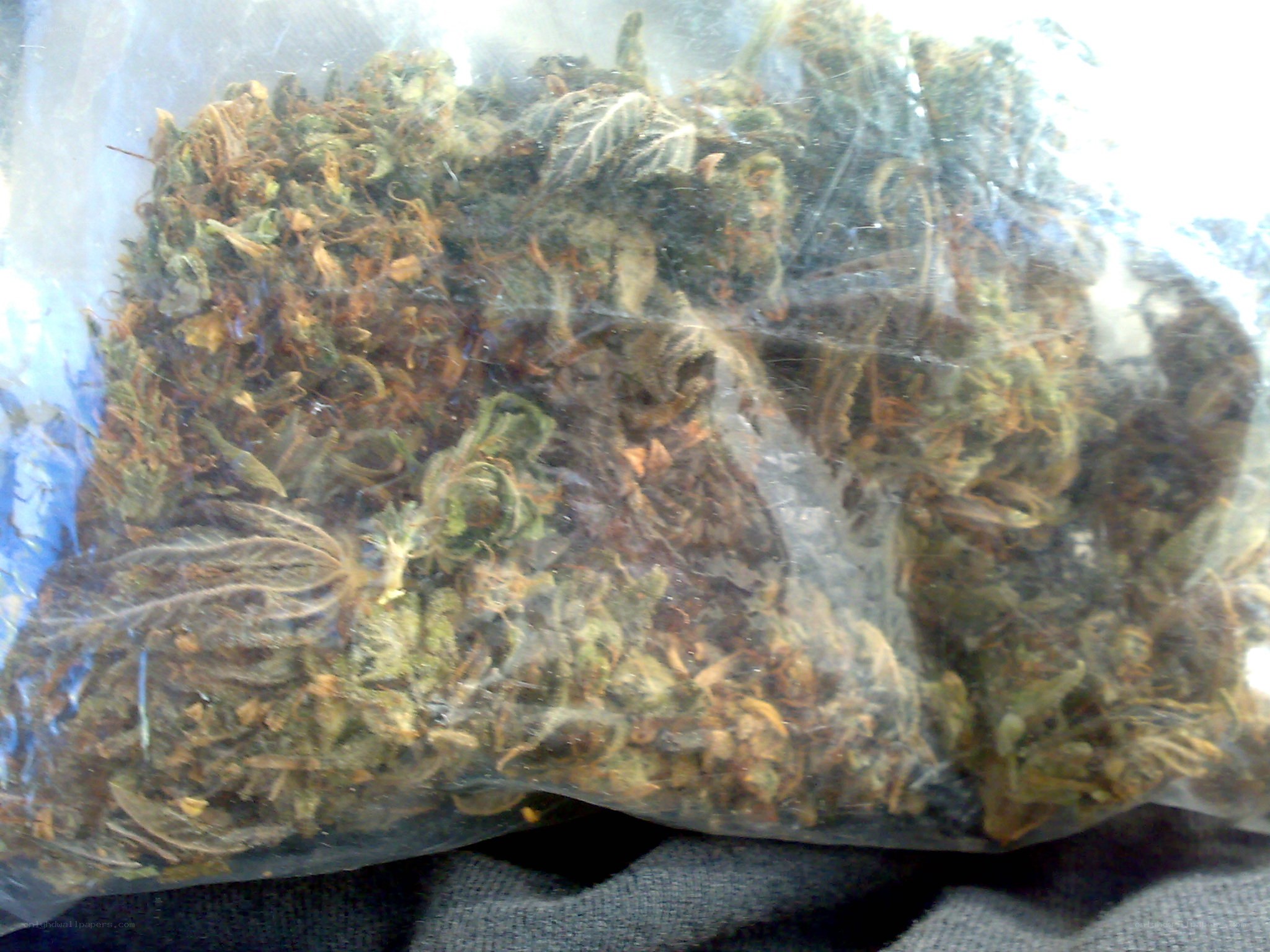 dried plant material in a bag