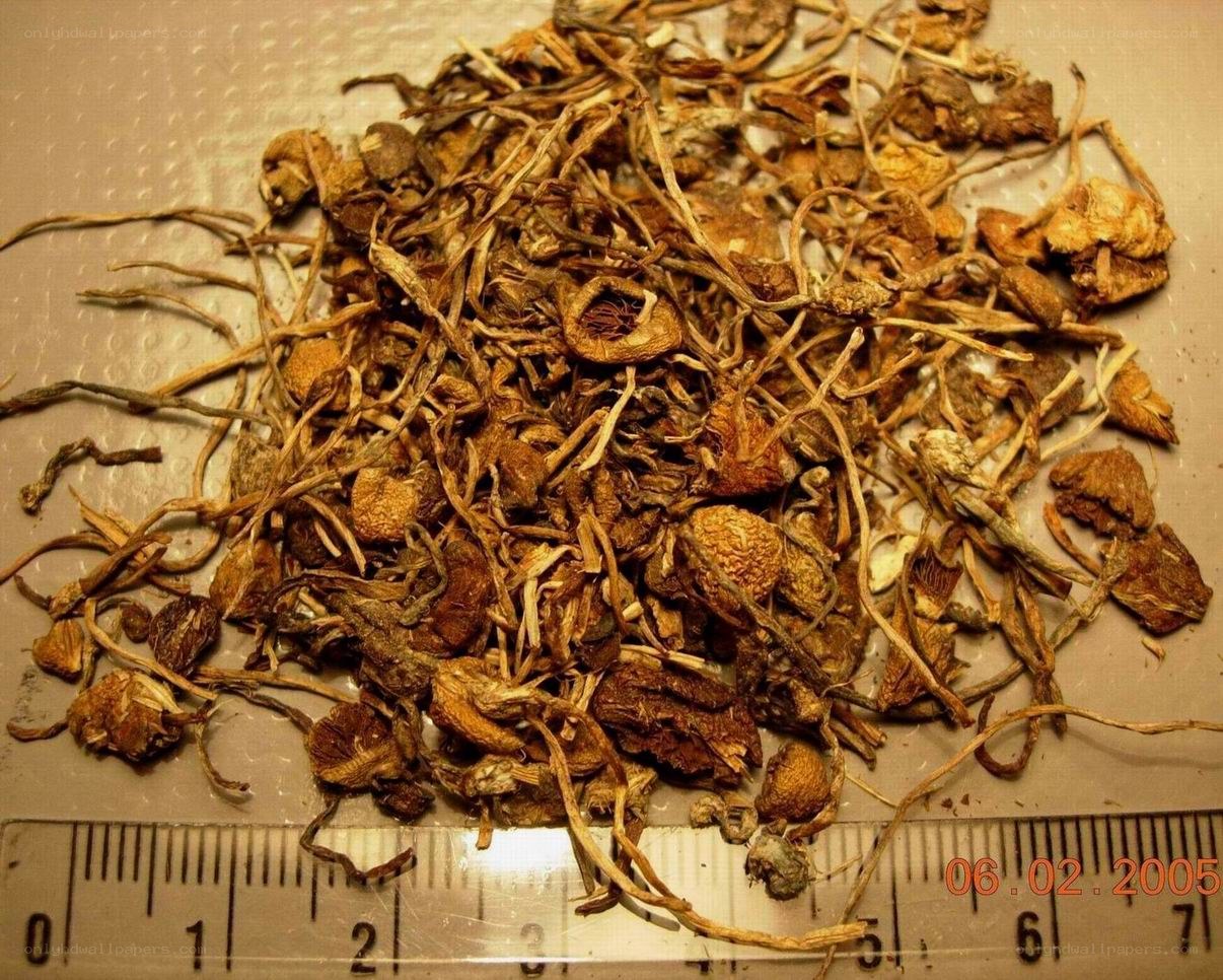 dried plant material with ruler