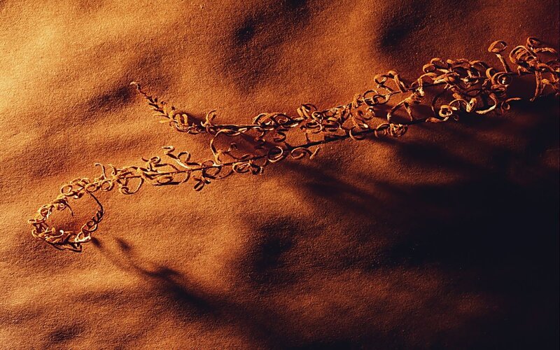 Dried Plant on Sand