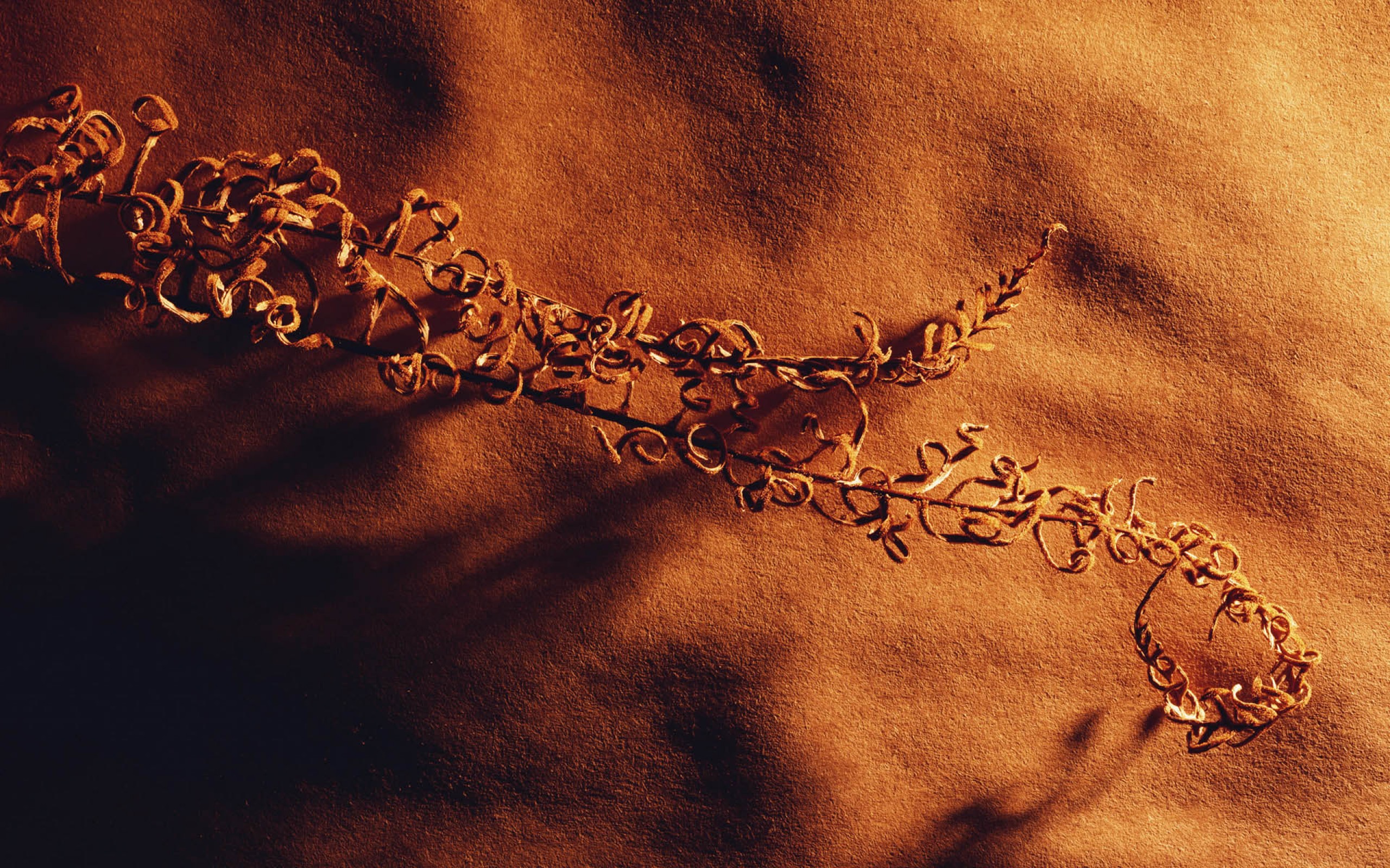 Dried plant on textured surface
