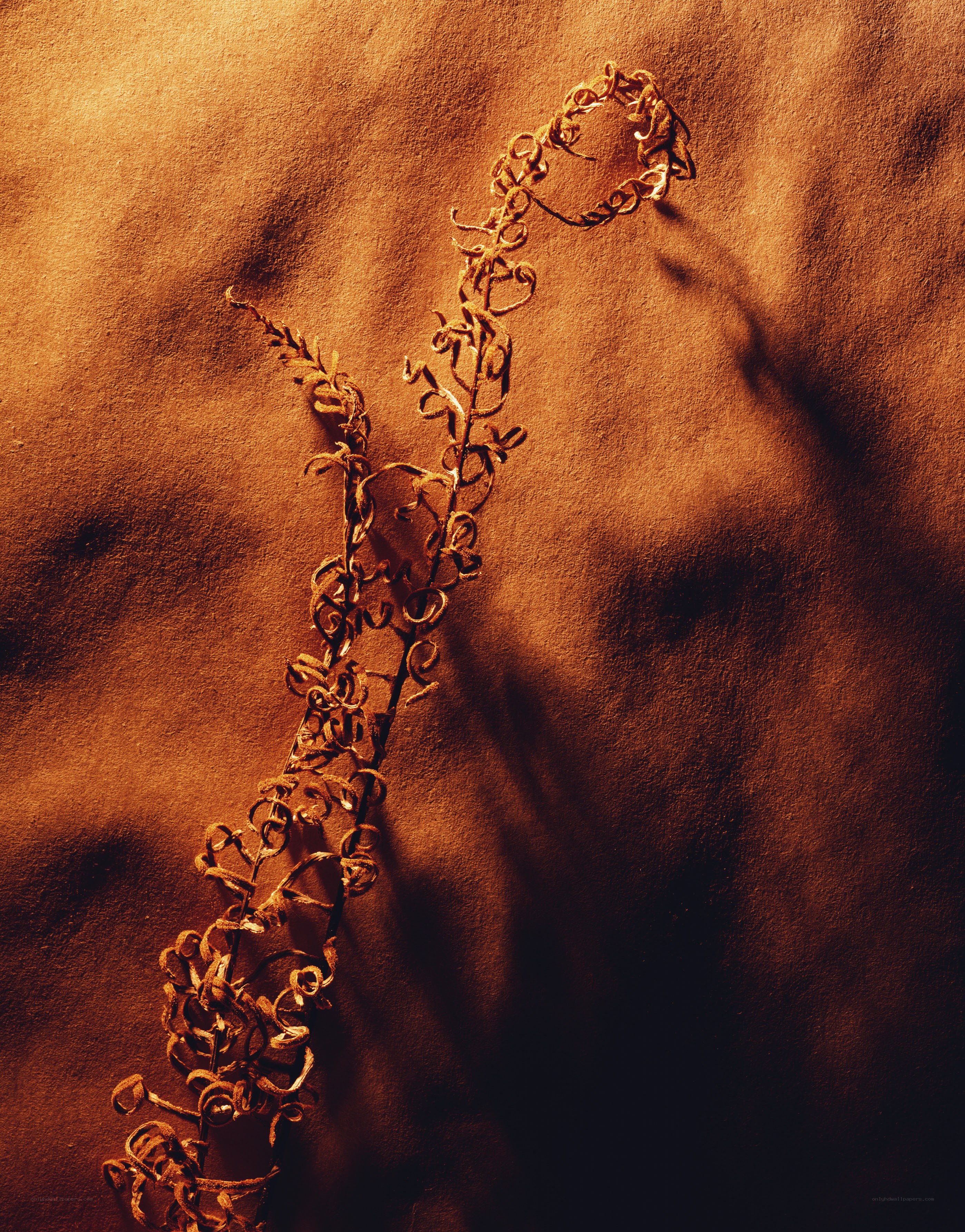 Dried plant on textured surface