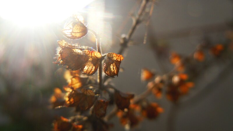 Dried Plant Pods in Sunlight