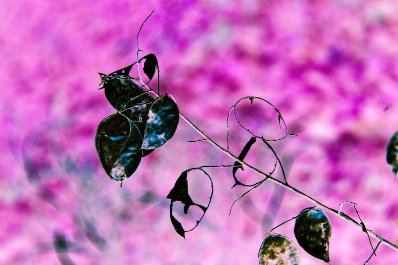 Dried Plant Pods