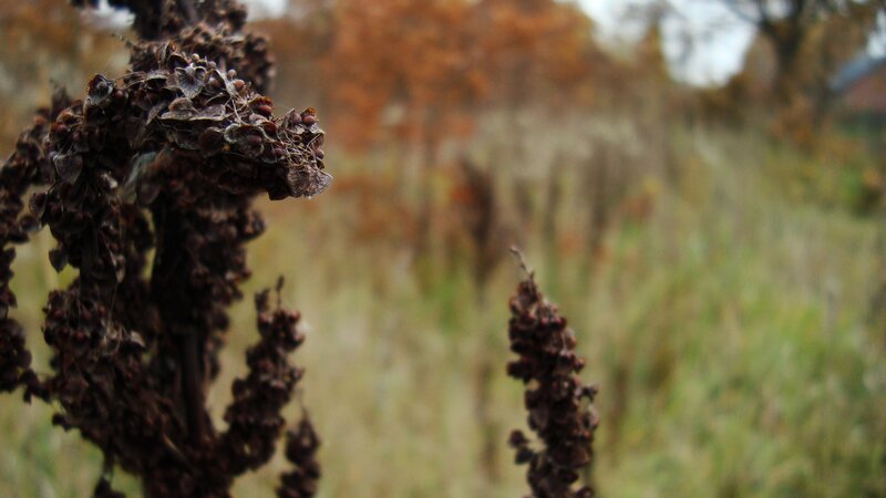 Dried Plant Seed Heads — Brown