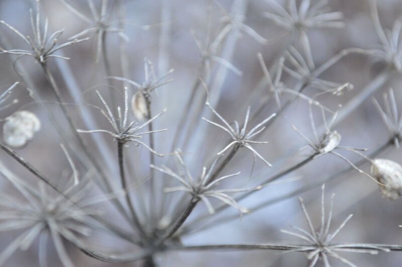 Dried Plant Seed Heads — Gray