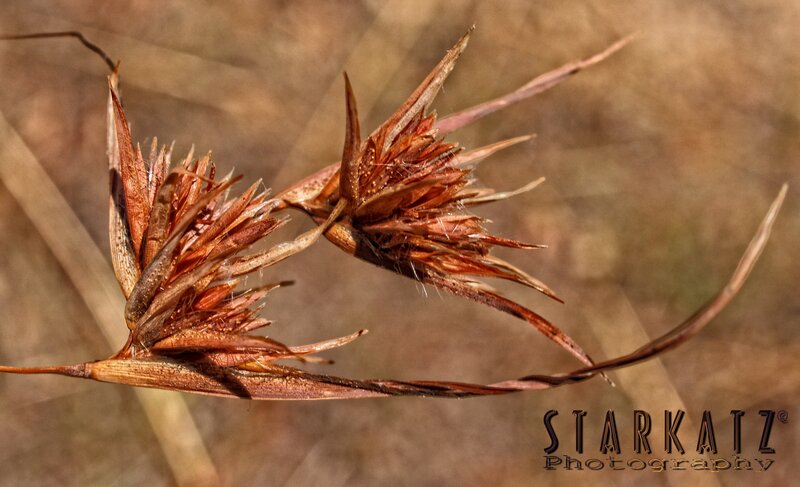 Dried Plant Seed Heads