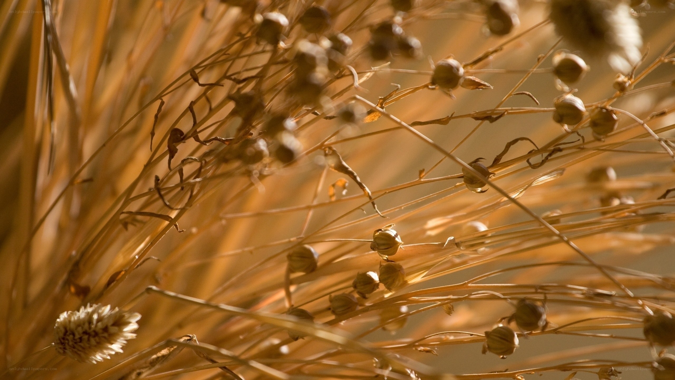 dried plant seeds in sunlight