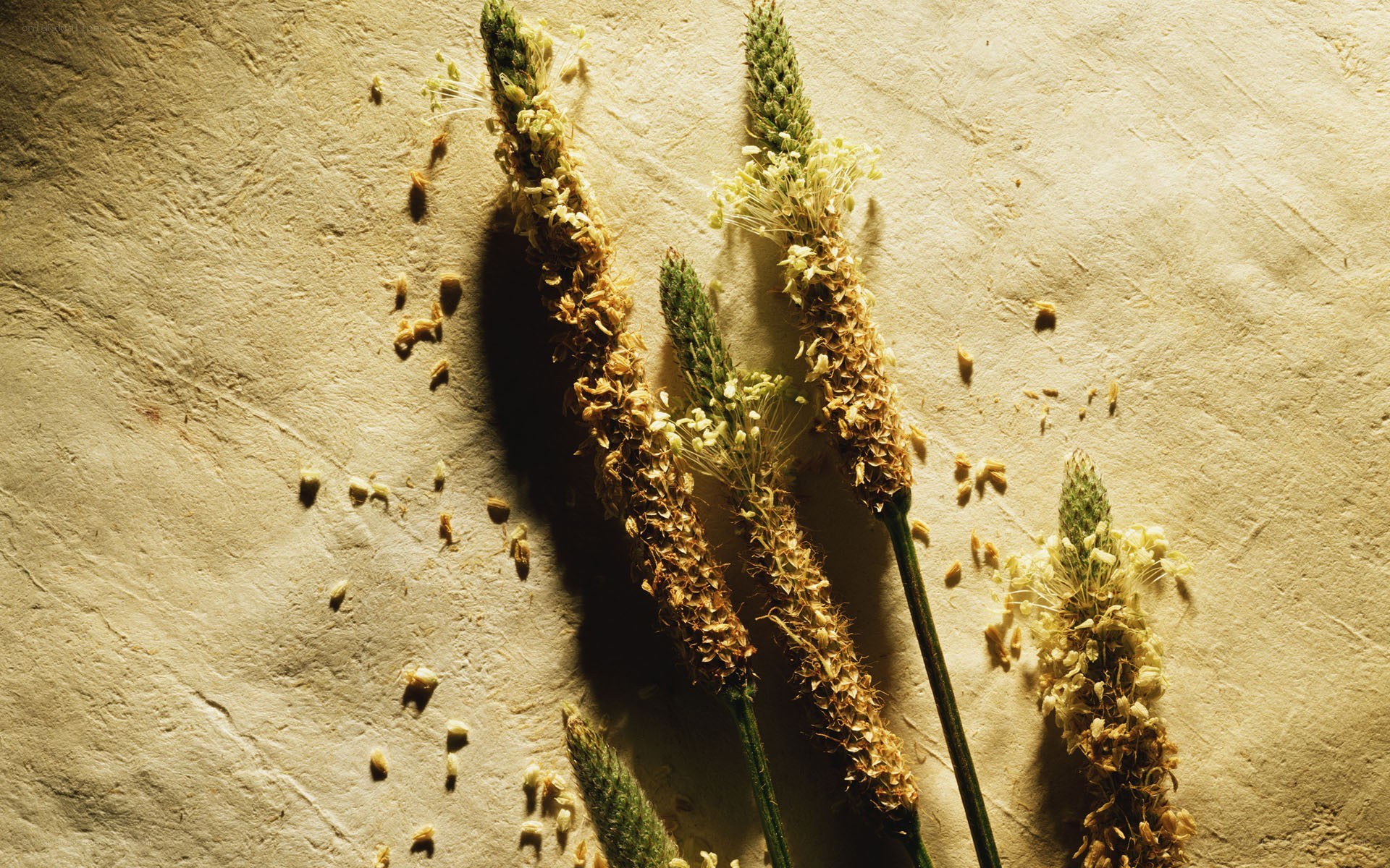 Dried plant stalks on textured surface