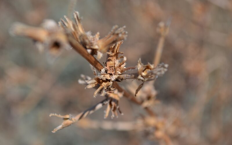 dried plant stem close-up