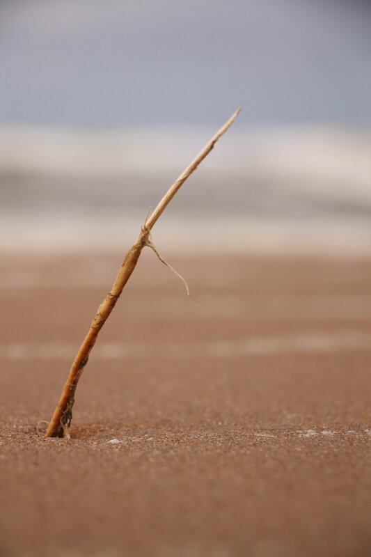 Dried Plant Stem