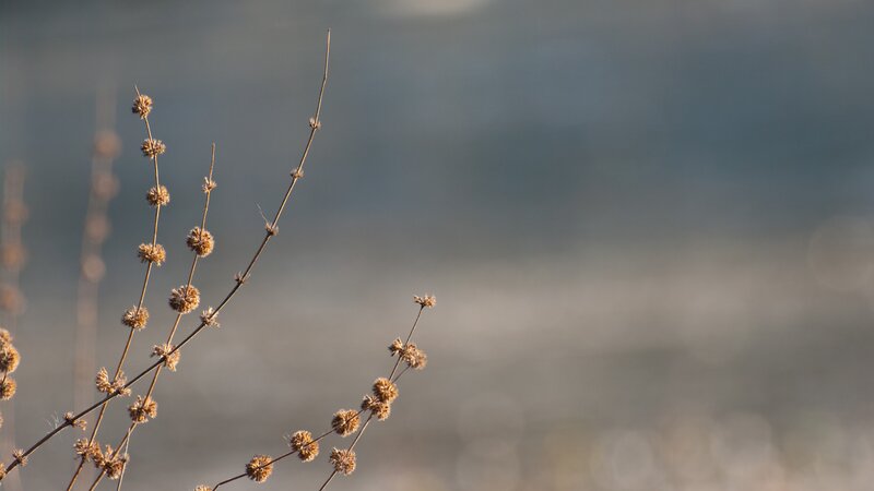 Dried Plant Stems — Brown, Calm, Sunset