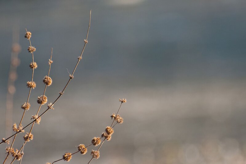 Dried Plant Stems — Brown, Calm