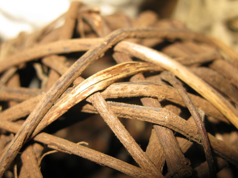 Dried Plant Stems — Brown