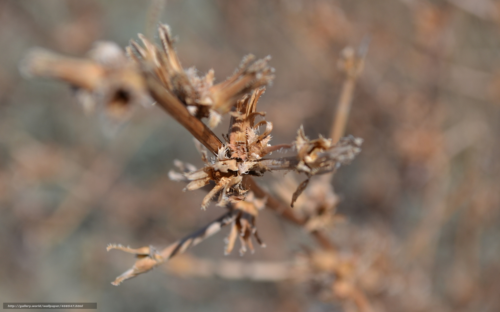 dried plant stems in focus