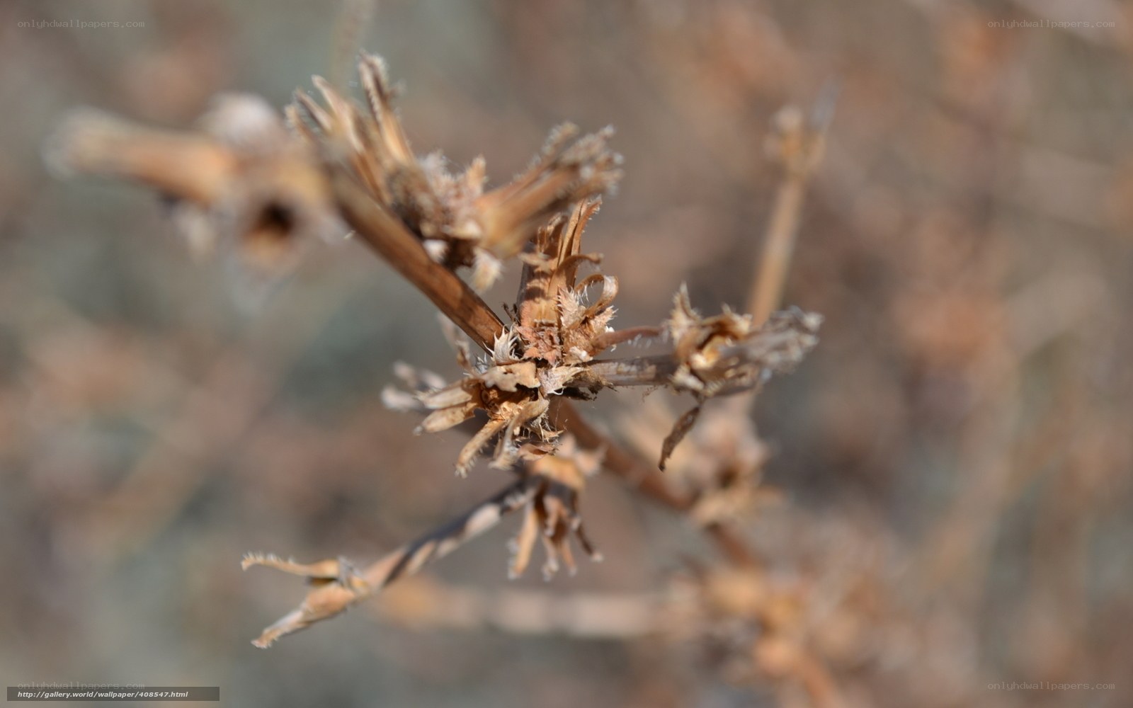 dried plant stems in focus
