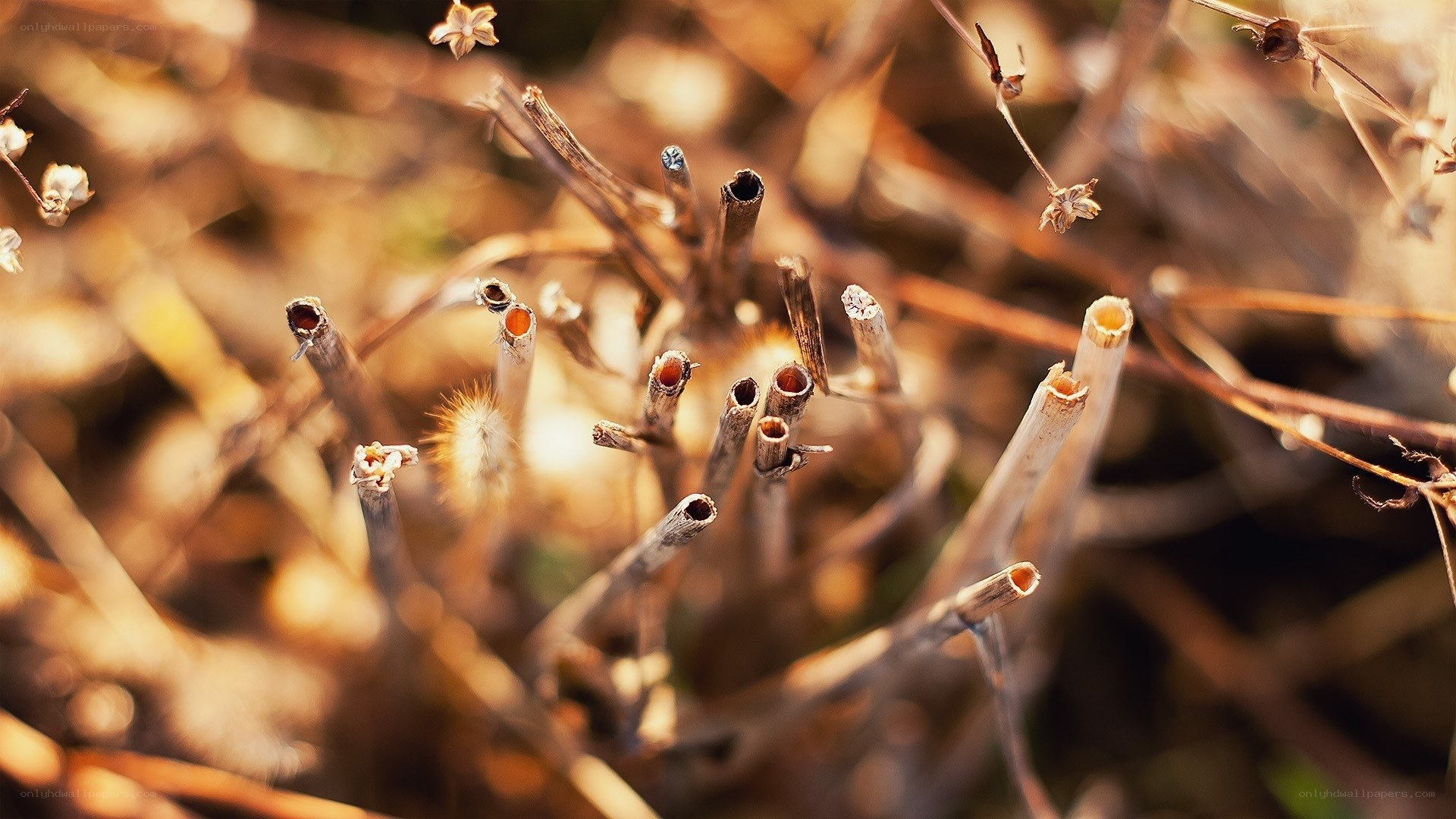 dried plant stems in sunlight