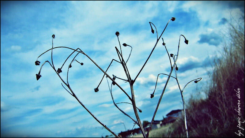 Dried Plant Stems