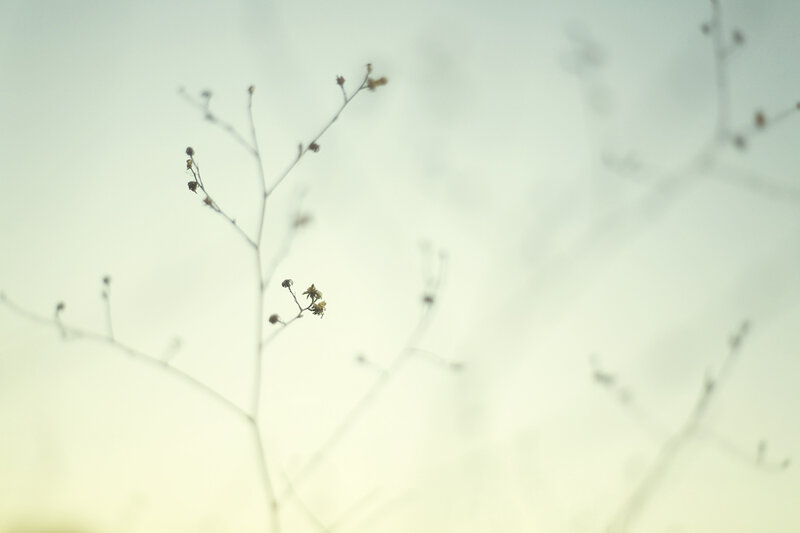 Dried Plant Stems — White
