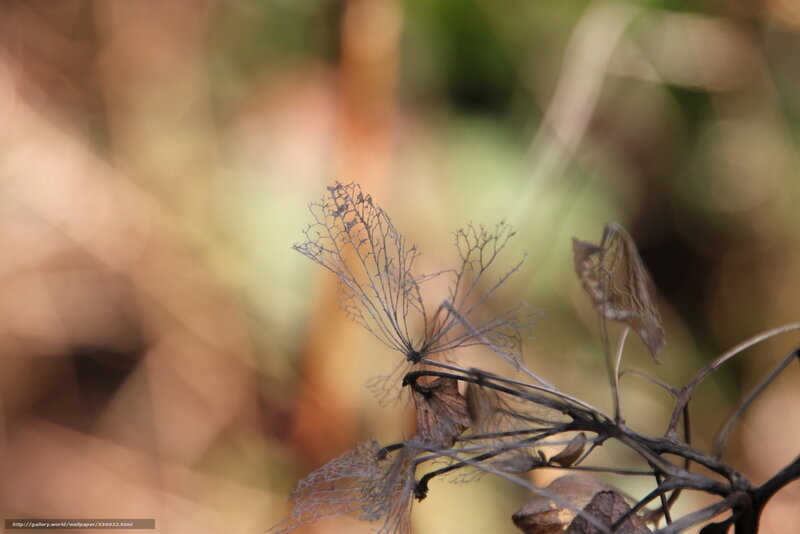Dried plant structure