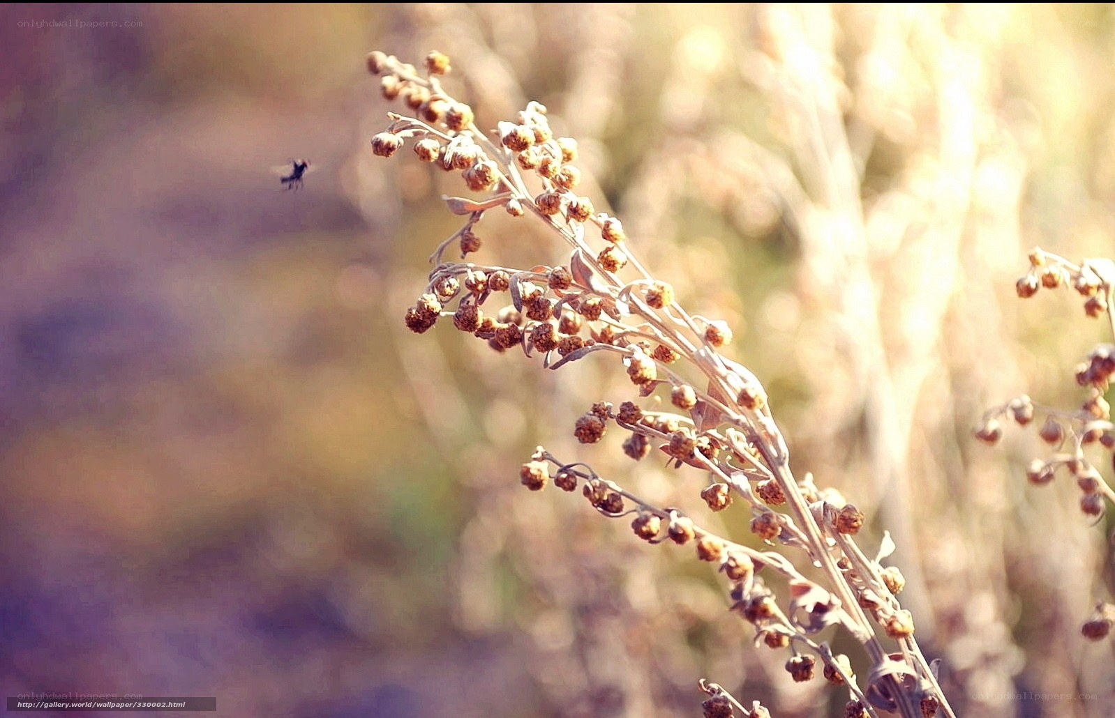 Dried plant with flying insect
