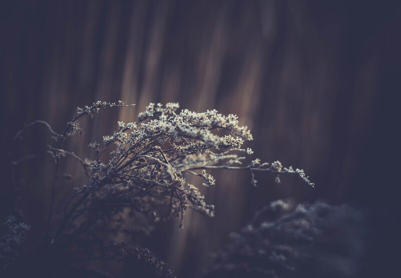 Dried Plant with Small Flowers