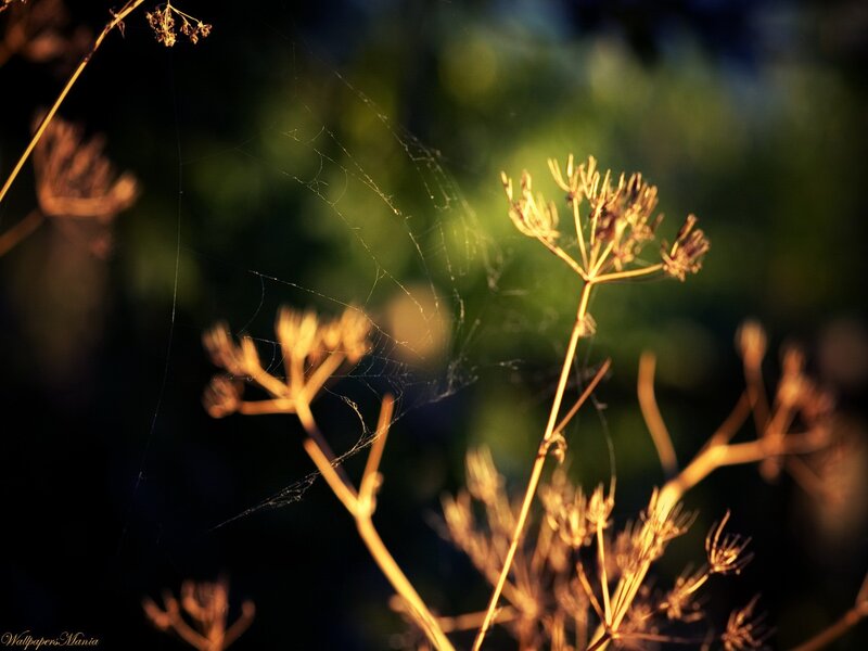 Dried Plant with Spiderweb — Brown