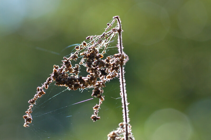 Dried Plant with Spiderweb