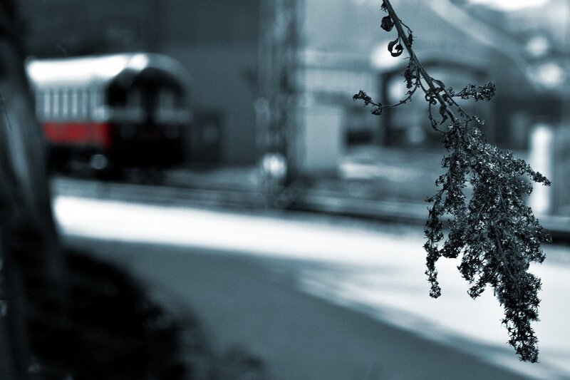 Dried plant with train in background