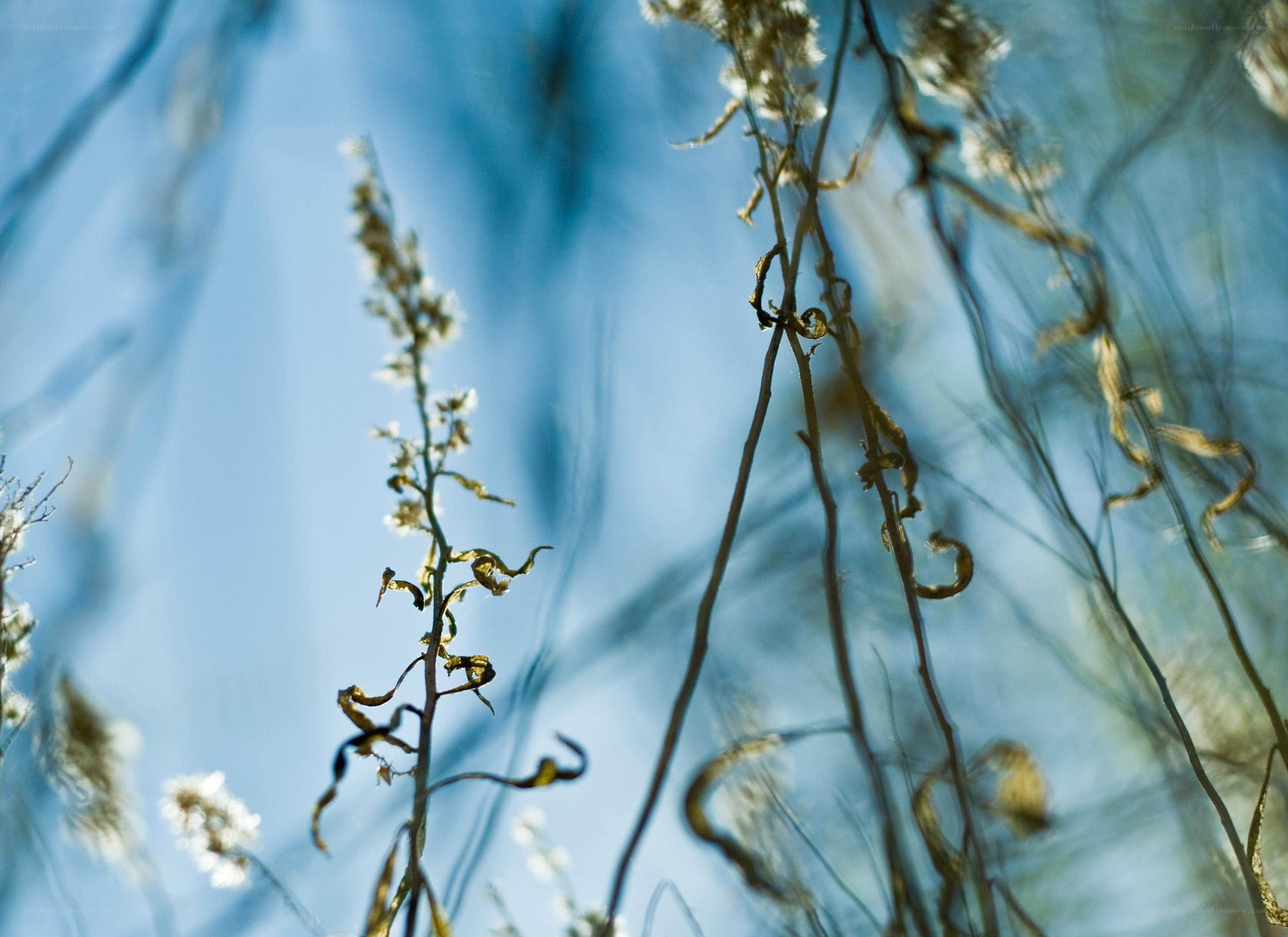 Dried plants against blue sky