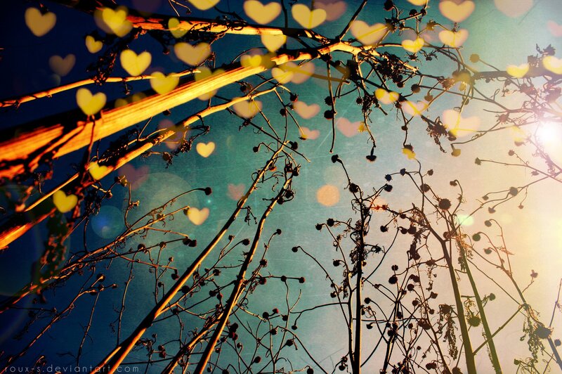 Dried Plants Against Sky