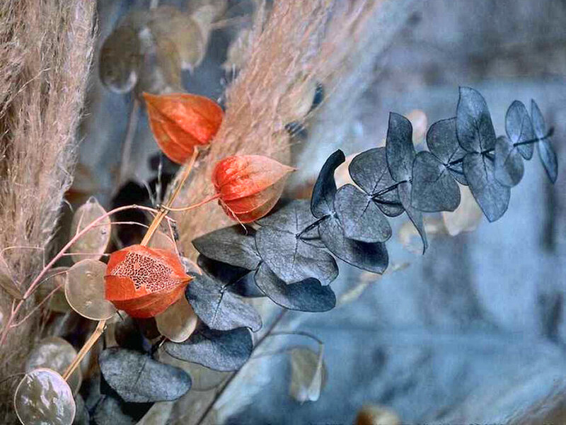 Dried Plants and Seed Pods