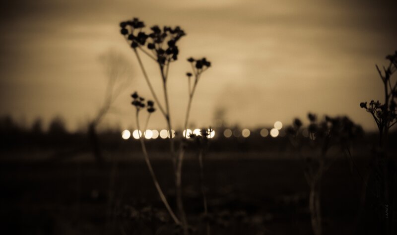 Dried Plants at Dusk