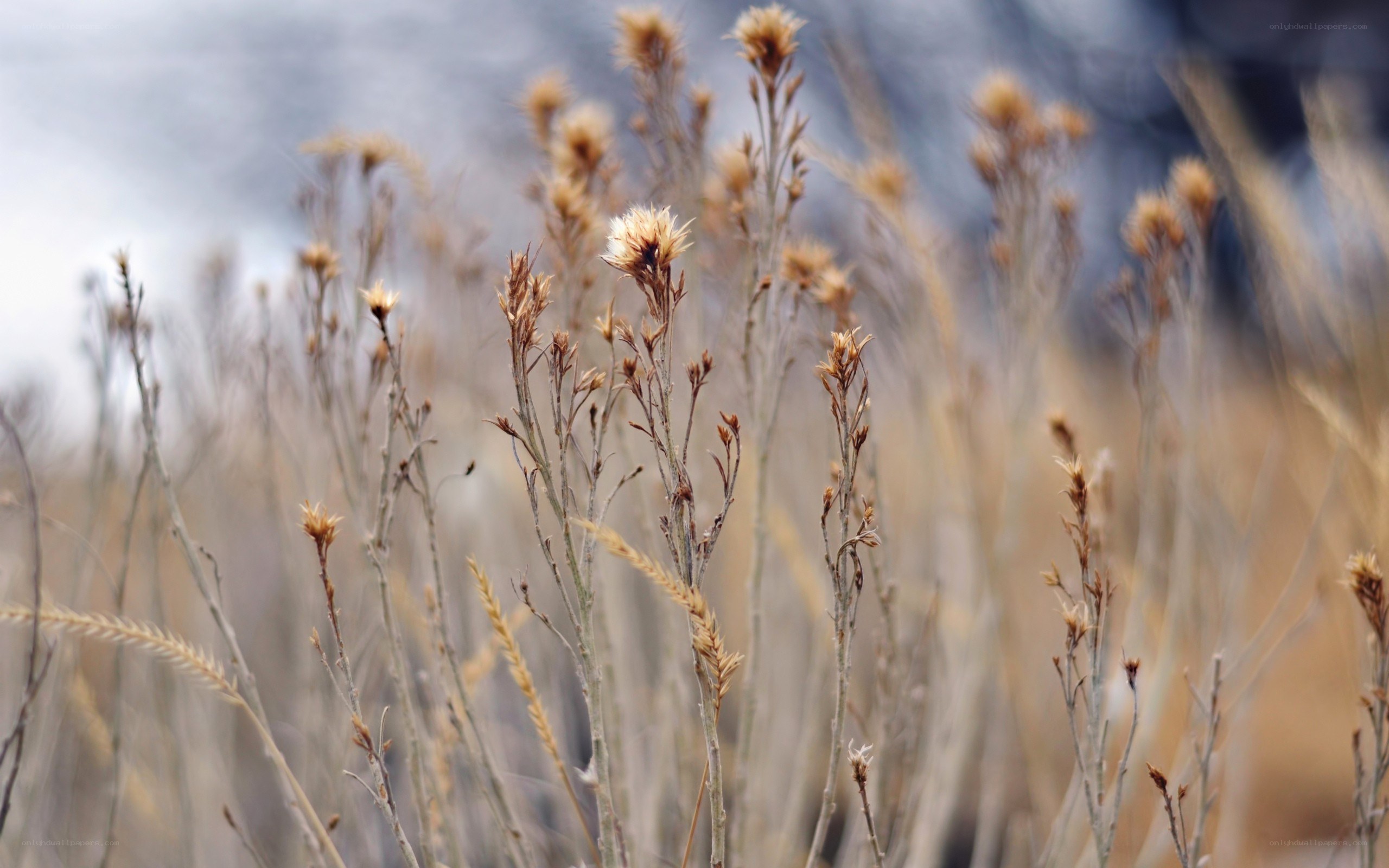 dried plants in a field